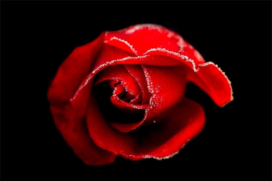 Rose rouge sur fond noir Agrandir et t l charger ce fond d' cran
